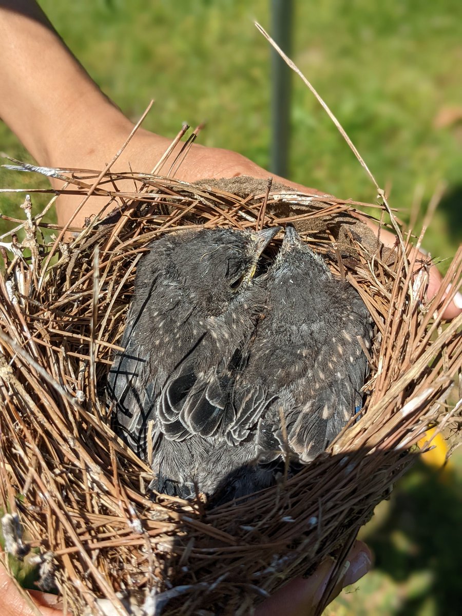 DCooperlynch's tweet photo. 2 baby blue birds on campus today @MECME_School #mecmebuzz https://t.co/3jVmKDa5HS