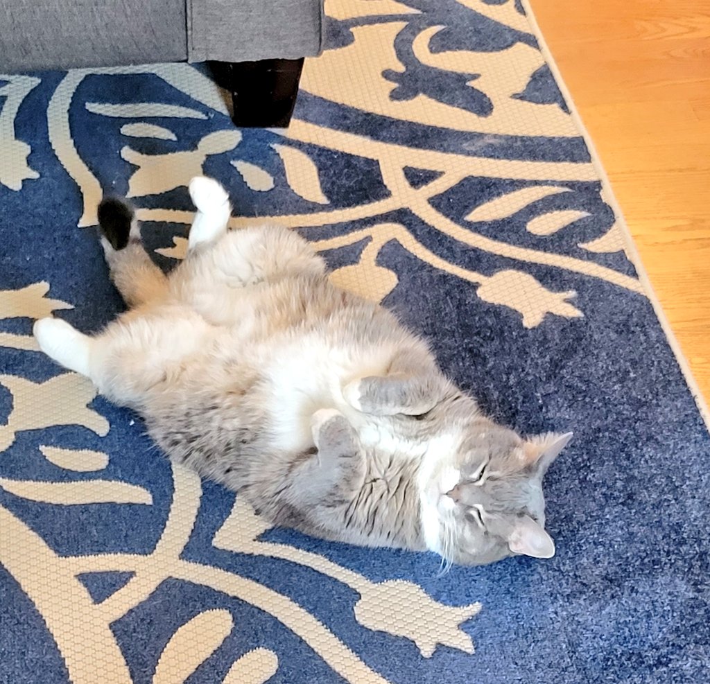 PoopyTheMeow's tweet photo. #InMuskWeTrust #CatsOnTwitter #CatsOfTwitter #PoopyTheMeow #cats #pets #cat #catlovers https://t.co/mlXsvB4rr1