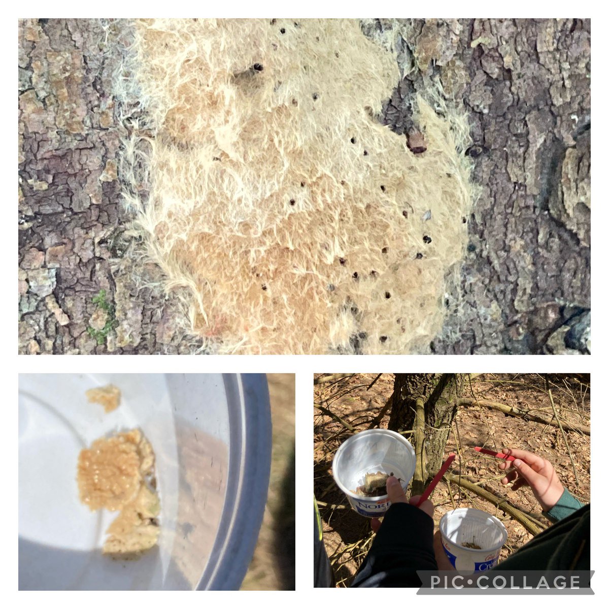 LoomisCentre's tweet photo. Invasive species and ecosystems were the focus of our Grade 7 day @brighton_kprdsb Game models and actual removal of some invasive species, garlic mustard and LDD Moth eggs. Discussed Emerald Ash Borers a lot! Thanks for caring and putting some muscle into it! @kprschools https://t.co/equdXQ5t90