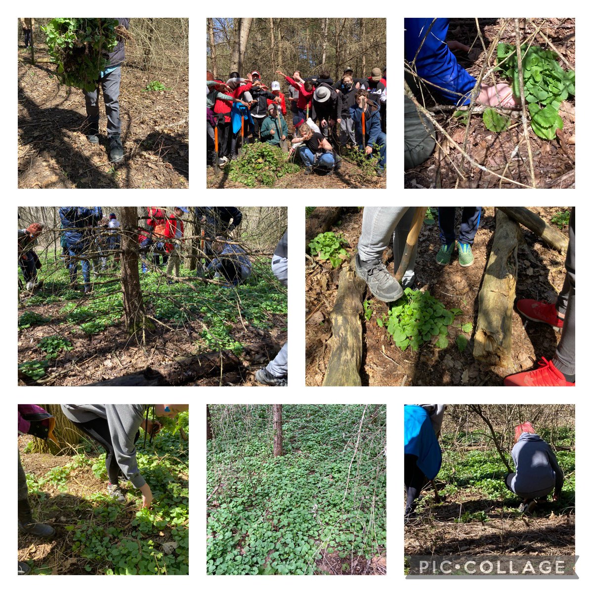 LoomisCentre's tweet photo. Invasive species and ecosystems were the focus of our Grade 7 day @brighton_kprdsb Game models and actual removal of some invasive species, garlic mustard and LDD Moth eggs. Discussed Emerald Ash Borers a lot! Thanks for caring and putting some muscle into it! @kprschools https://t.co/equdXQ5t90