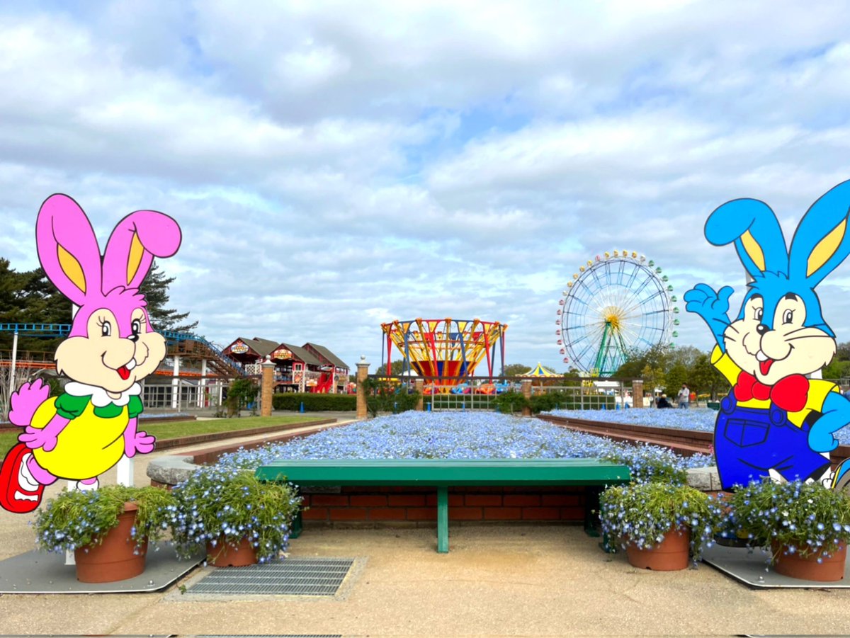 今年もネモフィラチャレンジ中❁💙ネモフィラ、青空、大観覧車の青が