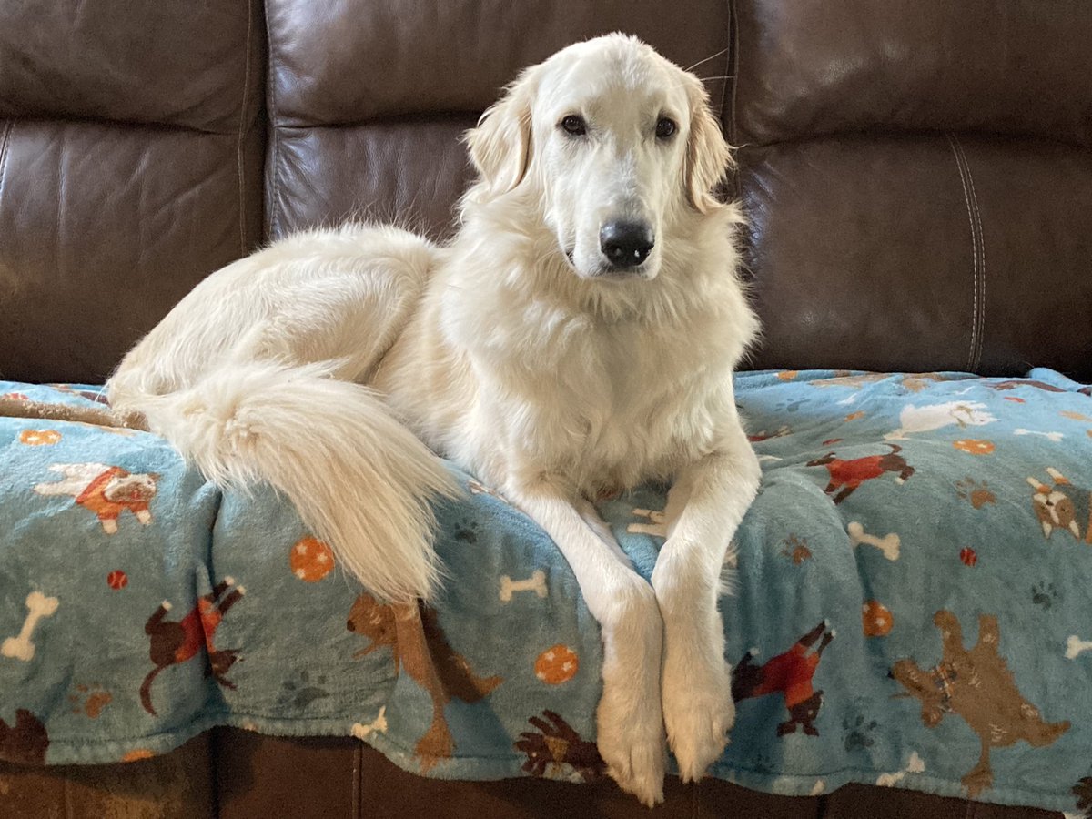 Aspen the Great (Pyrenees)🐾 tweet media