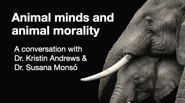 ManyMindsPod's tweet photo. New episode!! 📣📣

A conversation w/ @KristinAndrewz &amp; @Susana_MonsO about animal minds and the animal morality debate.

New research suggests animals may show empathy, follow norms, and care for each other. Should we consider them moral beings? 

Listen: https://t.co/HYcVyQ3wNC https://t.co/rCARA1AtUt