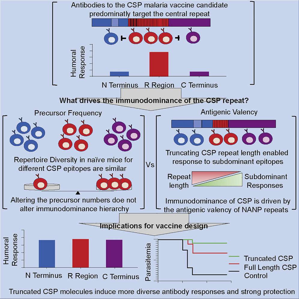TrendsParasitol's tweet photo. In our #WorldMalariaDay collection with @CellReports &amp; @CellRepMed https://t.co/ZgYf0pICSj:

Avid binding by #Bcells to the #Plasmodium #circumsporozoite protein repeat suppresses responses to protective subdominant epitopes. @ian_cockburn @JCSMR
https://t.co/SWBN32XLbF https://t.co/unwEo08PoQ