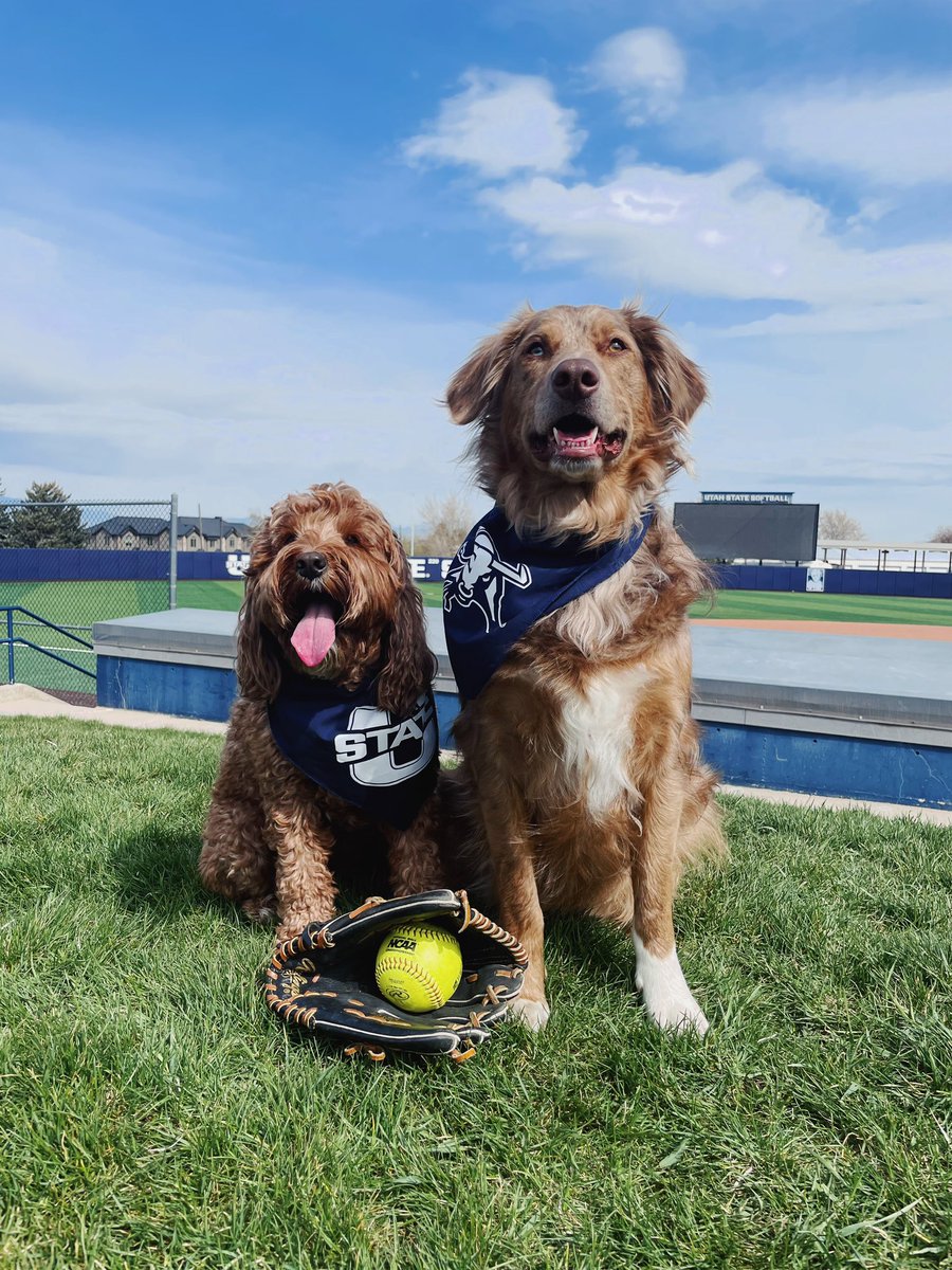 USUSoftball's tweet photo. Bark in the Park this Sunday🥎🐾
Bandanas for all dogs in attendance! https://t.co/BpHzwjDWr2