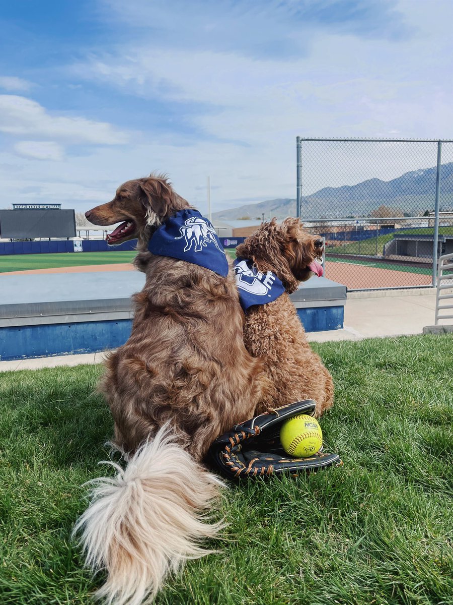 USUSoftball's tweet photo. Bark in the Park this Sunday🥎🐾
Bandanas for all dogs in attendance! https://t.co/BpHzwjDWr2