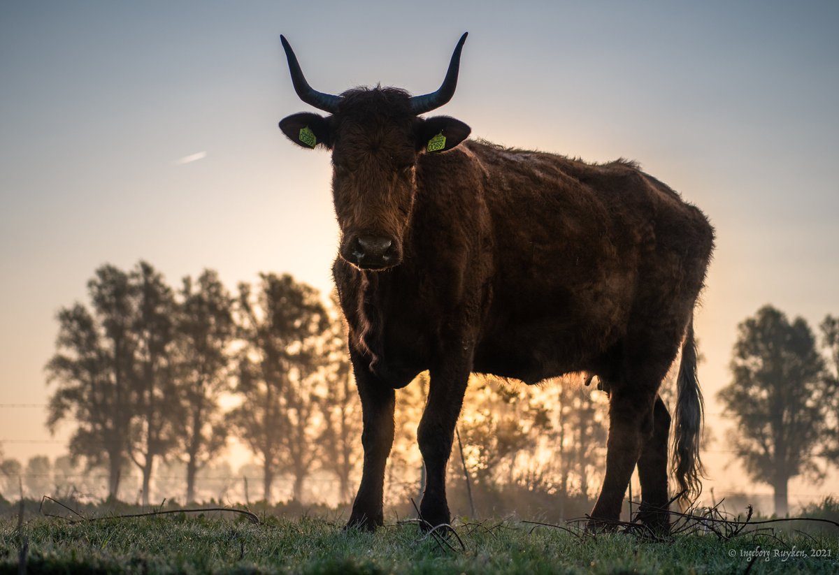 Ingeborg Ruyken tweet media