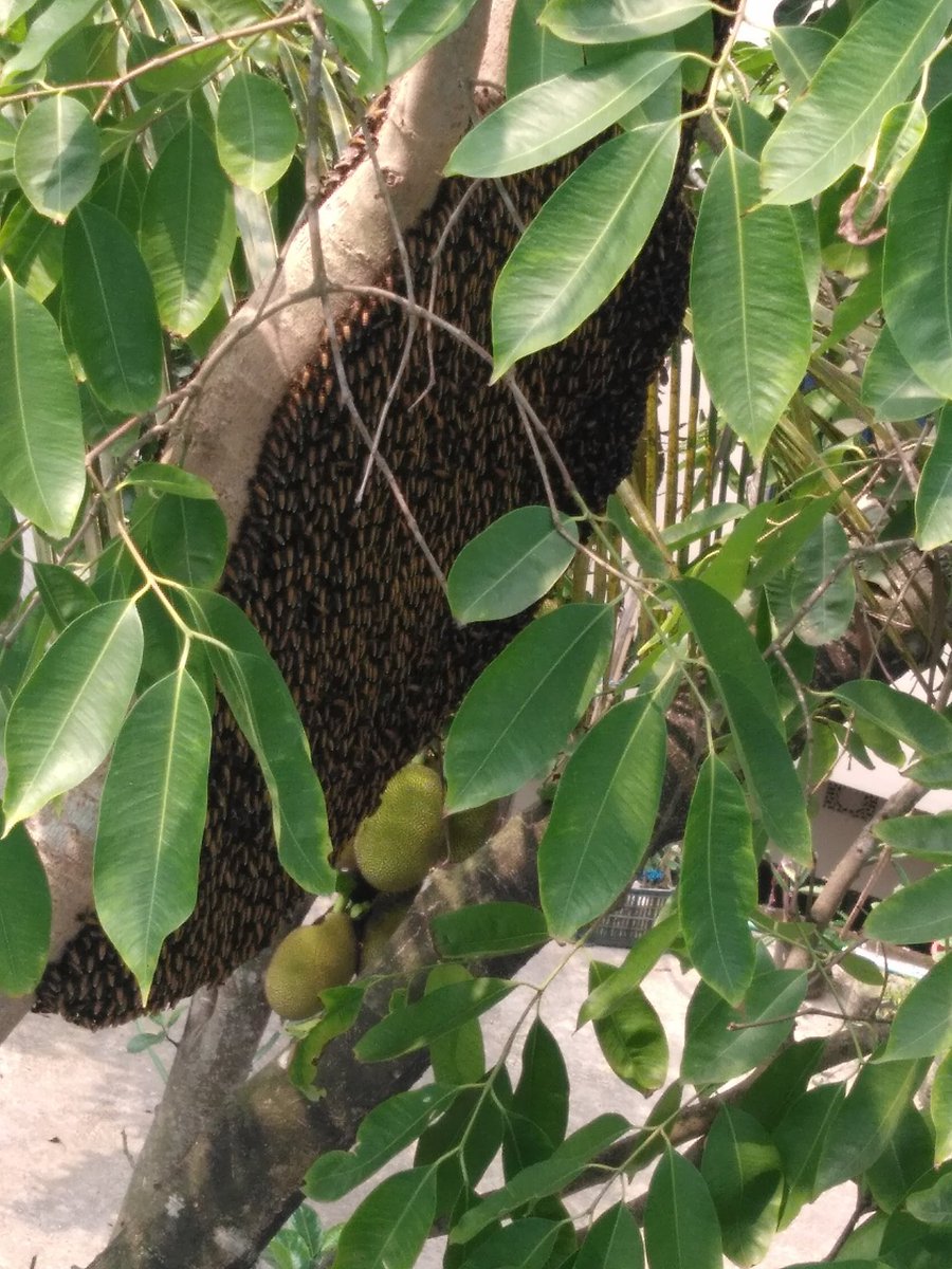 IstiakAhmed001's tweet photo. Just outside of my window. They are working very hard, perhaps within couple of month Will be the perfect time to collect Honey.
#NFLDraft #nsfwtwt #ModernWarfare2 #NationalSuperheroDay #SamBruce #thursdayvibes #Honeybee #Honey #MinistryOfTruth https://t.co/uoBxck8MDC