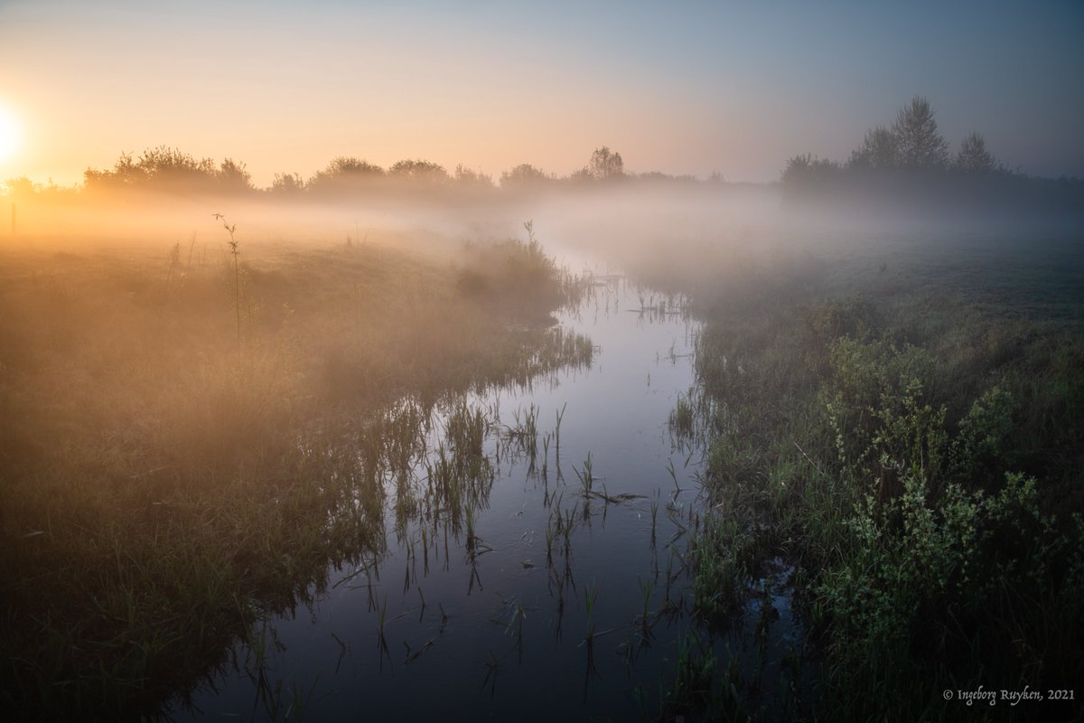 Ingeborg Ruyken tweet media