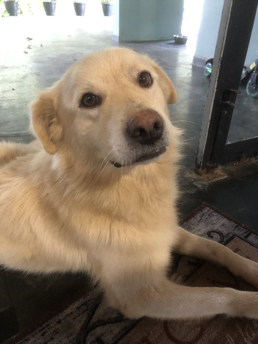 micamendees's tweet photo. Esse é o meu cachorro, Harry! Ele foi resgatado e descobrimos que precisa fazer uma cirurgia com urgência pois no ultrassom e exames de sangue tem alguns indicadores de câncer. O link da vaquinha é https://t.co/ZYH96YvD15
Qualquer valor é bem vindo e seu RT faz toda a diferença! https://t.co/RYmKLigbXB