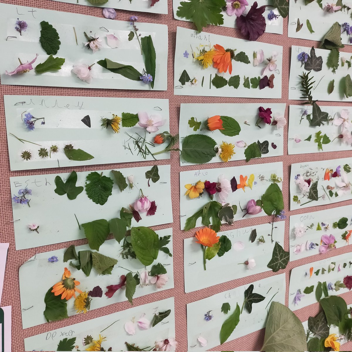 Ashclass1's tweet photo. We loved our first science session on Plants. We went on a wild plant walk where we found and identified plants and made these great pictures https://t.co/lh4t3tlR0E