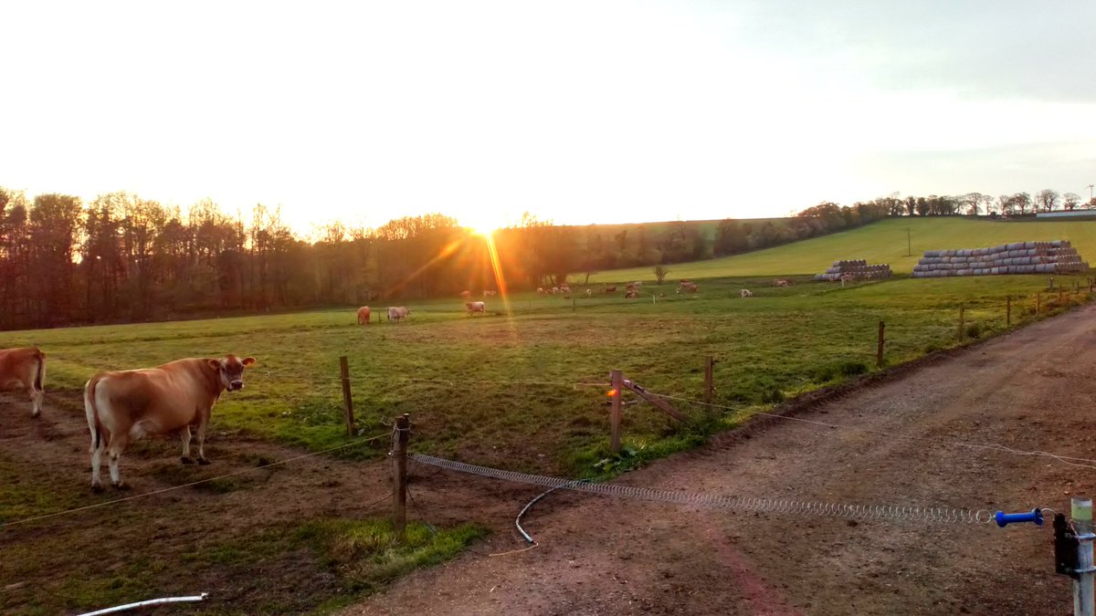 The cows on the full time grazing robot getting the hang of it now. Nights like tonight help.