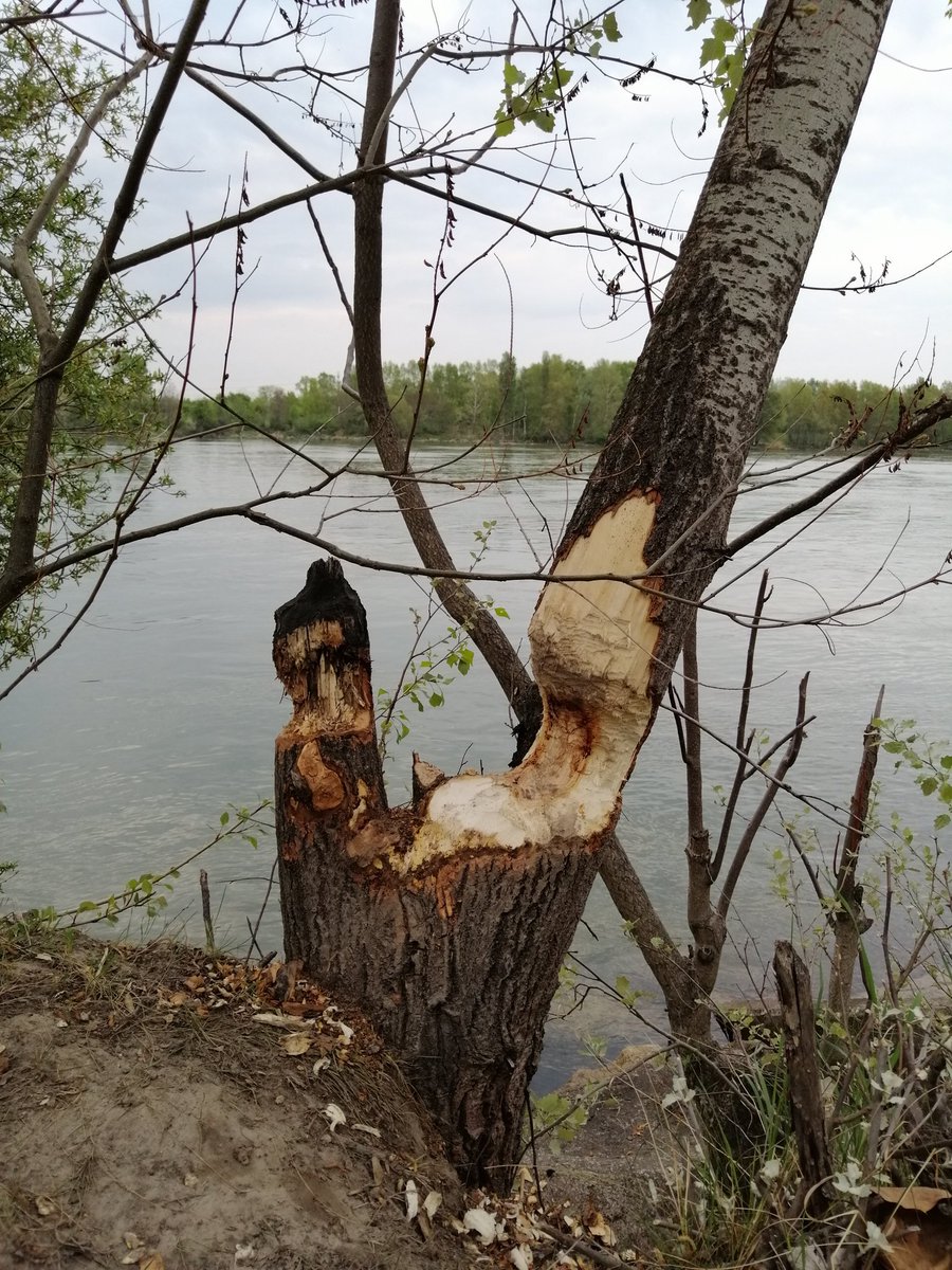 Rita_csf's tweet photo. First day in Vienna and we spotted a beaver! My heart... 💥💥
@goncalosbotany
#beaver #ecology #fieldtrip https://t.co/j9Df61JDQ0