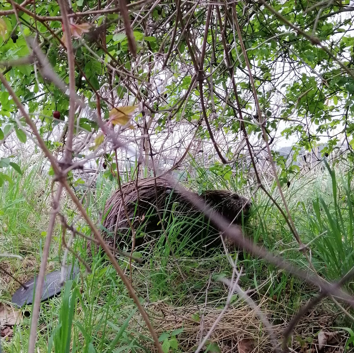 Rita_csf's tweet photo. First day in Vienna and we spotted a beaver! My heart... 💥💥
@goncalosbotany
#beaver #ecology #fieldtrip https://t.co/j9Df61JDQ0