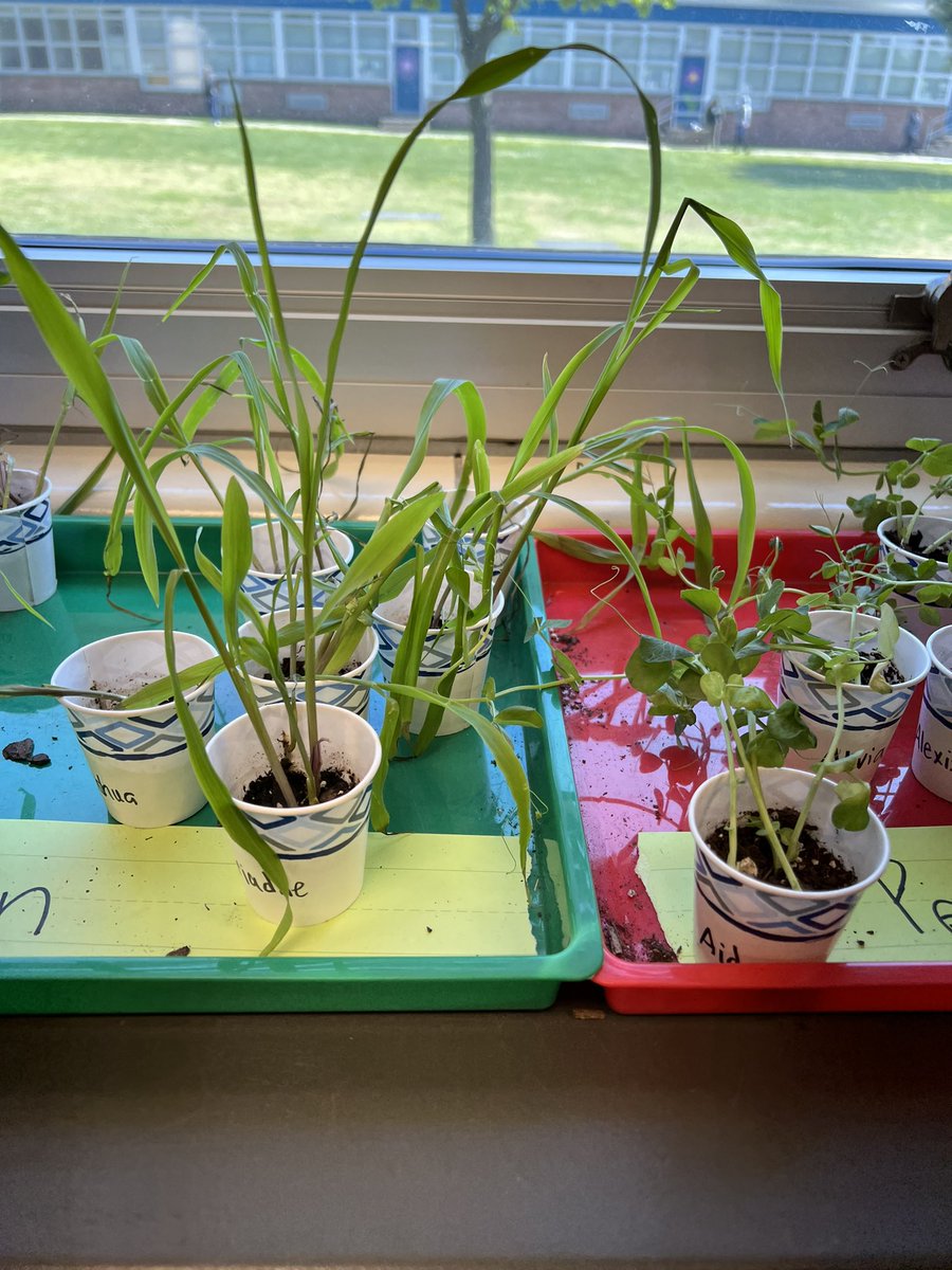 Mrs. Shenk tweet media