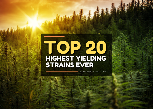 Top 20 Highest Yielding  Strains Ever to Buy Online
@ILGMarijuana <a href="/DutchPassion_/">Dutch Passion</a> <a href="/SensiSeeds/">SensiSeeds</a> #cannabis #420 #marijuana #marijuanagram #weed #high #highlife #cannabisculture #weedporn #highsociety #highestyielding getbudslegalize.com/top-20-highest… RT <a href="/getbudslegaliz/">Getbudslegalize | Cannabis Education & Reviews 🌿</a>