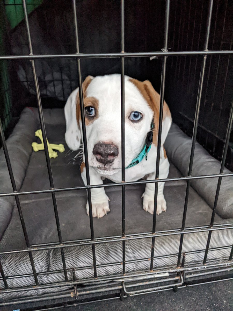 BabbyGeckett's tweet photo. Meet Bruce🥰 https://t.co/SdHLv9A61X