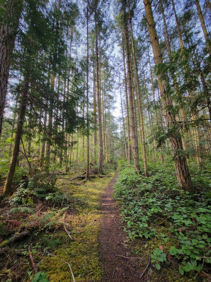 drtyrunner's tweet photo. Nature should make you feel something 💚🌲🌱

#upperleftcorner #trails #pnw #WAnderful https://t.co/jMa5GYWSW8