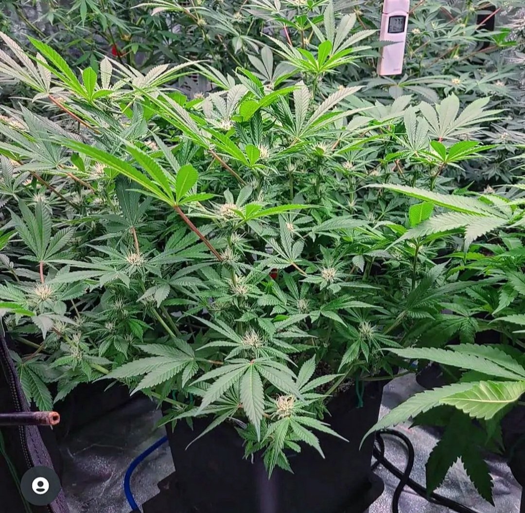 Pure_Breeding's tweet photo. Nice work @420cannabiscouple , our feminizeded Hindu Rootbeer seeds are loving your environment! Keep up the great work!
#nicegrow #growit #indica #sativa https://t.co/2eRT4Xe1qV