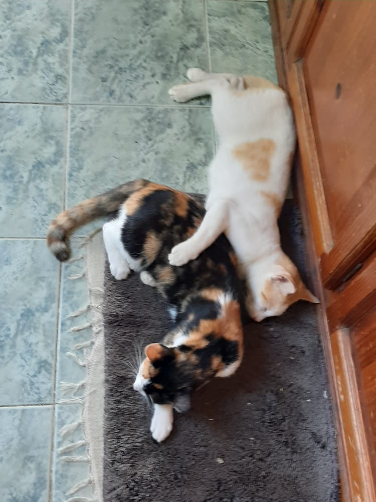MegsKyu's tweet photo. @TheCatluminati Brother and sister cuddling time 💕 https://t.co/q5sZSFPQ7I
