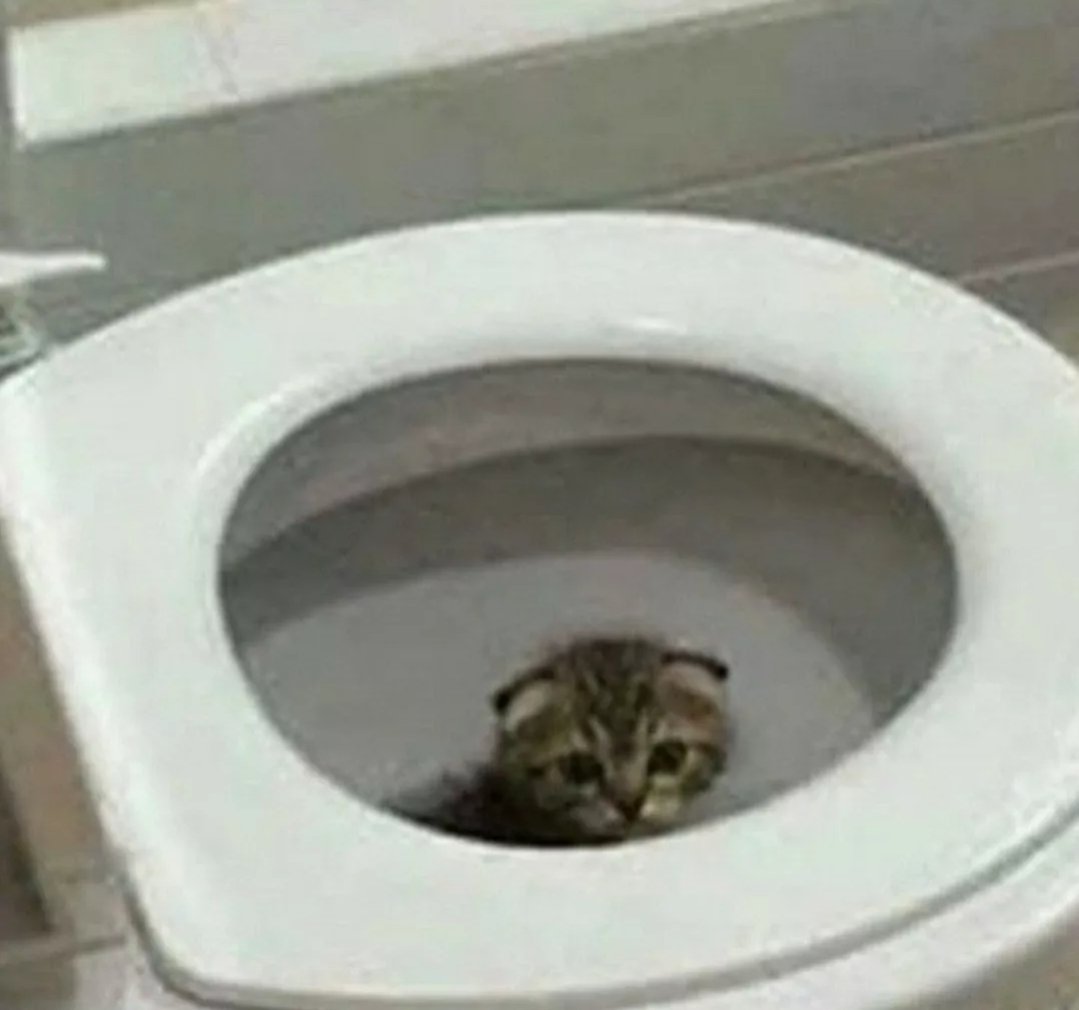 𝕊𝔬𝔫𝔡𝔢𝔯 🍃 tweet media