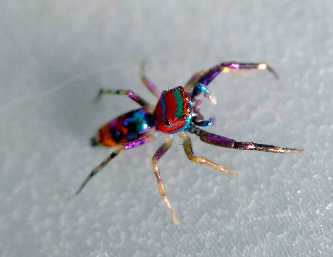 Kitten99689193's tweet photo. This spider was asked what color it wanted to be and the answer it gave was yes. https://t.co/pPVXSteFb1
