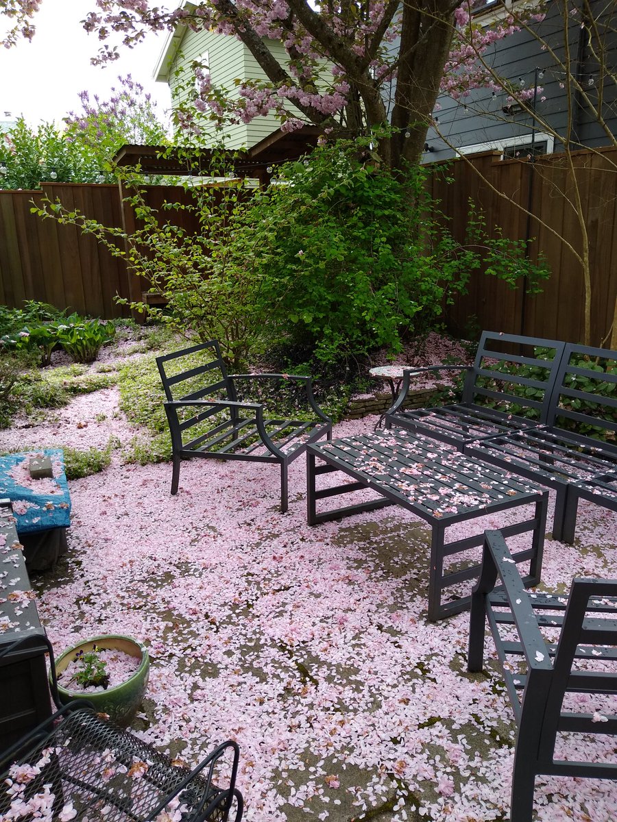 RightBodyShot's tweet image. I wish the petals were as soft and fluffy as they looked. #pdx #cherryblossom