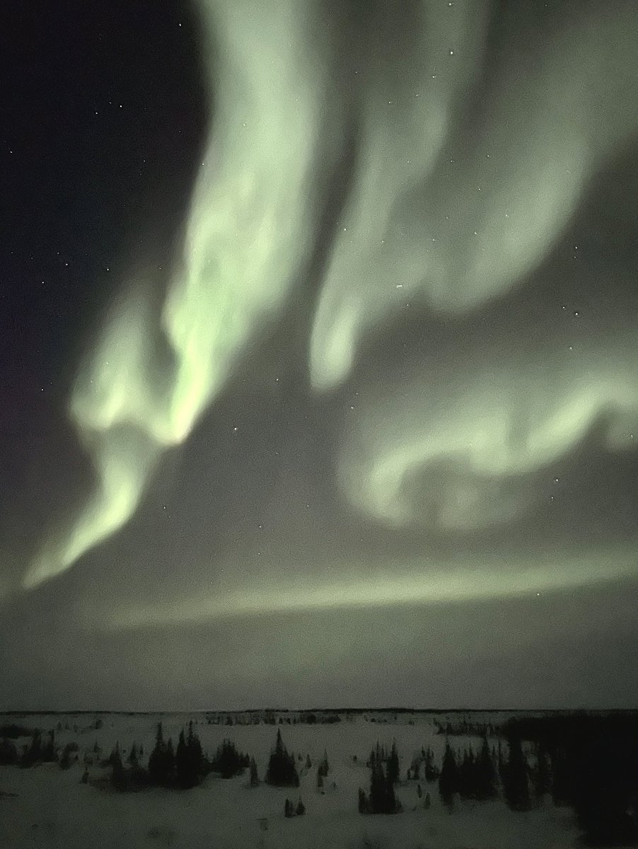 We had a fabulous send-off in our last night in Churchill: listened to a wolf pack howling under the Northern Lights right from the balcony of @ChurchillNSC! A great way to cap off a successful winter field season.