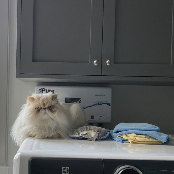 TheodoreSeries's tweet photo. *Laundry-Guardian-Activate*
.
His first book is officially out! You can see his adventures at https://t.co/BylqGYLPnT 😸
.
#funday #fun #paperclippublishing #theodorethegreat #theodorethegreatbook #kidsbook #kidsbooks
#laundryguardian #activate #laundryguardianactivate https://t.co/ZHrWxpjDn9