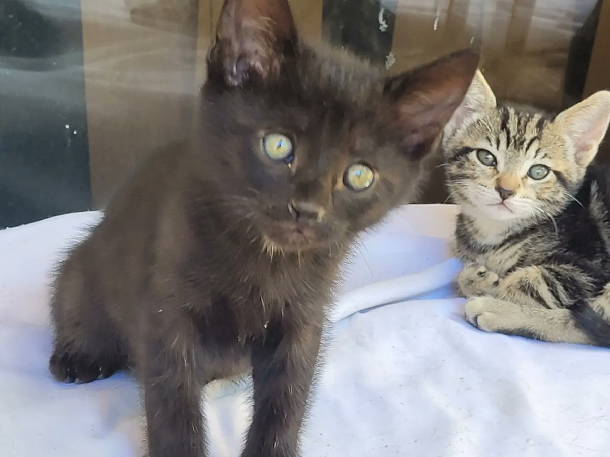 OneOfAKindMind2's tweet photo. Free Kittens Available!
6 kittens Available to take home! They need a home today and needs someone asap! They're all potty trained, very friendly and very curious creatures! DM for Details
#orangecoveca📍 #orangecove #freekittens #free #freecats #pickuponly #getacat https://t.co/CL3P2tskj4