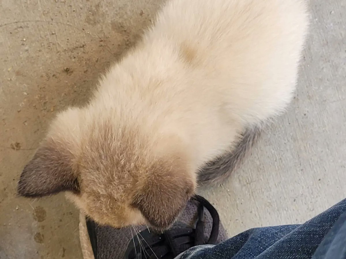 OneOfAKindMind2's tweet photo. Free Kittens Available!
6 kittens Available to take home! They need a home today and needs someone asap! They're all potty trained, very friendly and very curious creatures! DM for Details
#orangecoveca📍 #orangecove #freekittens #free #freecats #pickuponly #getacat https://t.co/CL3P2tskj4