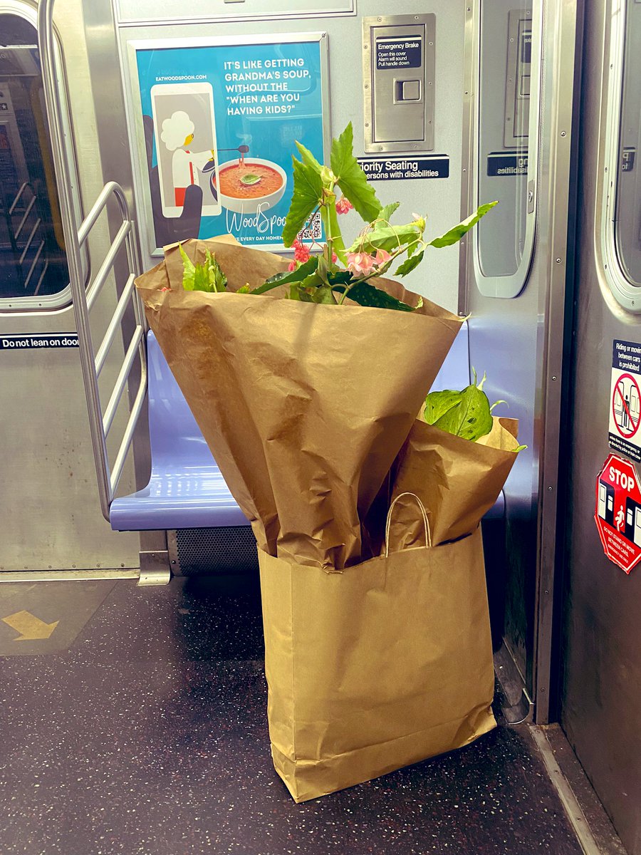 oh_DatsRob's tweet photo. ✅Scored a client the largest most prettiest 🌿🌸Begonia Maculata I’ve ever seen yesterday! 😍#houseplanthour https://t.co/bQi9JBGdWZ