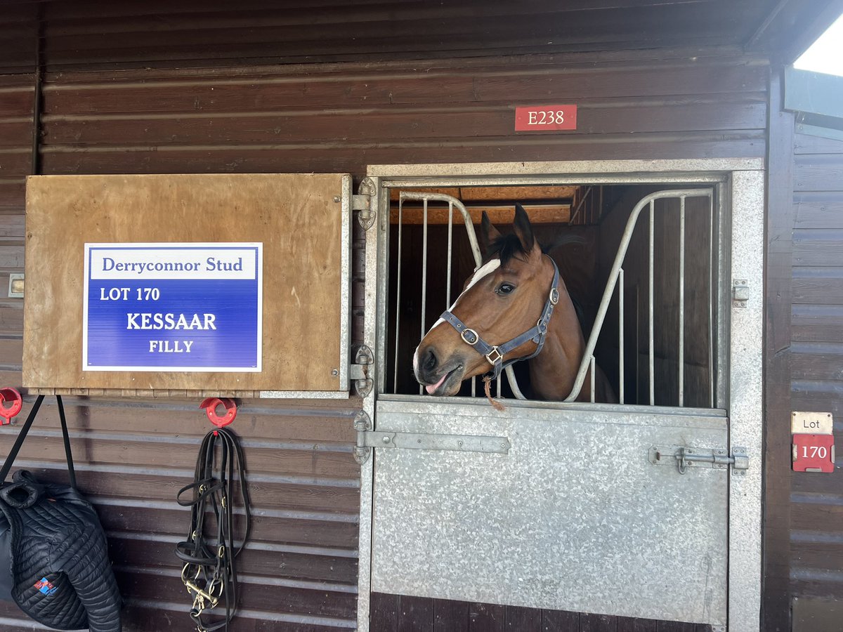 pmacadam's tweet photo. Delighted to have purchased Lot 170 last week.
#Kessaar filly from @GoffsUK Breeze Up.
Sheβll join top trainer @omeararacing π
#AscotNext #ShesQuick https://t.co/VhpzfcWR6w