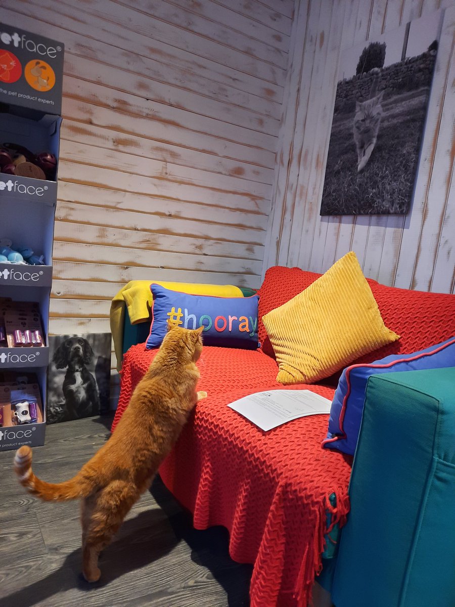 CotestonesFarm's tweet photo. Our cat, Ronnie just popped in to view his glorious picture hanging in my new treatment room at our luxury cattery in Warton nr Carnforth #cattitude https://t.co/uY4qUSf6ya