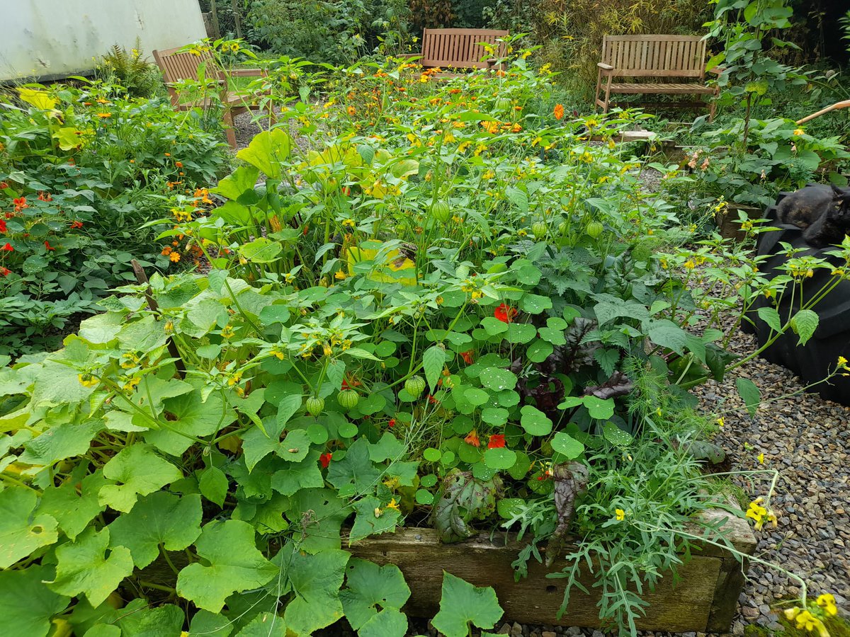 BadlyBehavedOne's tweet photo. Get ground cover canny. This is how my gardens look in summer ( cat included) No bare soil and oodles of mixed planted edibles. More fun and less watering as the soil doesn't dry out so quickly. Perfect!🌱

#climategarden #Summergardens https://t.co/STtEHg5aer