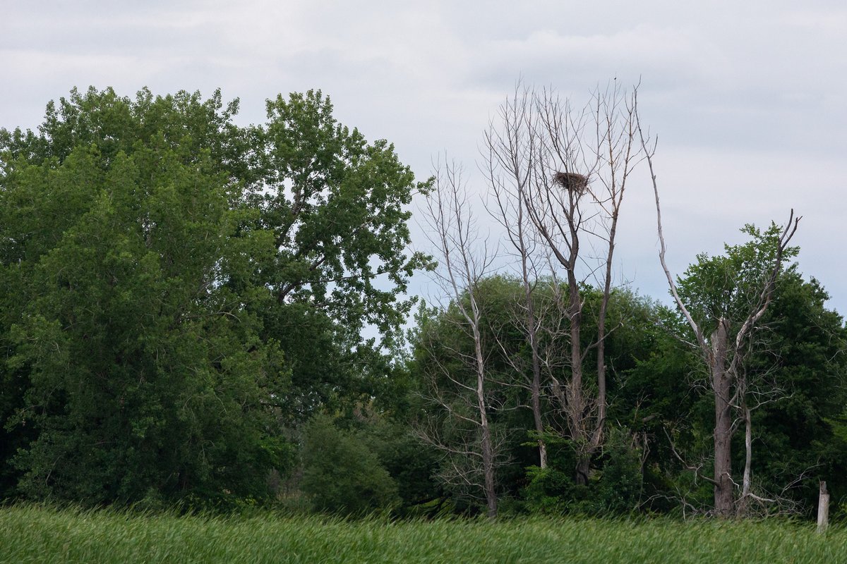 PortMTL's tweet photo. Le #PortMTL va de l'avant avec une nouvelle initiative, en collaboration avec Arbre-Évolution, pour faire l'analyse du potentiel de boisement et de connectivité faunique des milieux naturels sur le territoire de la Ville de Contrecœur 👉 🌿 https://t.co/GJWDaAej0o
#Portdurable https://t.co/JmAA5VkjaY