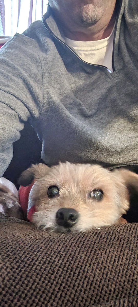 Billycameron21's tweet photo. @MarkKendall_GW @GodThenCoffee Hey Mark. I have a Yorkie as well. Jacob is 10. Did you give Filbert any special diet or anything to keep him going strong? https://t.co/ooCEryI4t7
