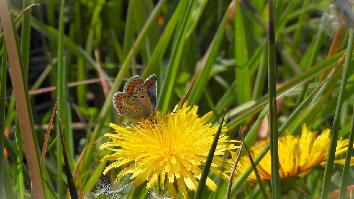inja5248's tweet photo. #bruinblauwtje 🦋 langs de #Pepinusbeek #MiddenLimburg 💚
@vlinderNL  @NatureTodayNL  @volgdenatuur https://t.co/t6zoju9gy4