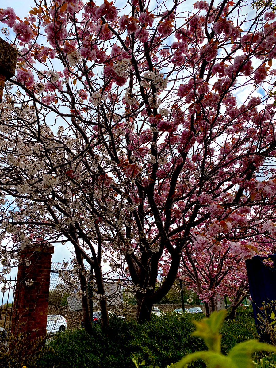 Carlton_MillsPS's tweet photo. Beautiful blossom on the trees @Carlton_MillsPS signifying some exciting times to come over the next term! #SportsClubs #HomeworkBooks #EducationalVisits #YoungVoices2022 https://t.co/TtPCMwNxyJ