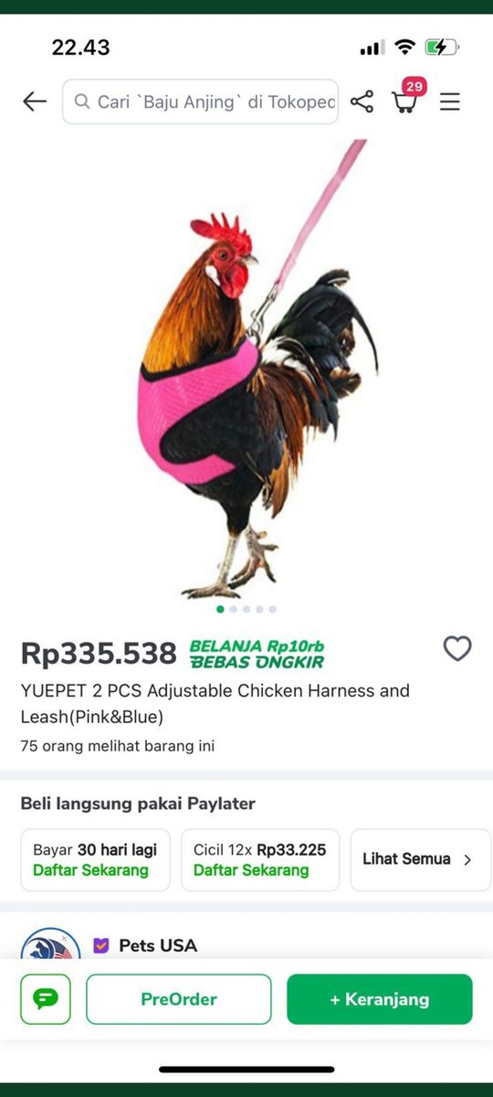 Oh iya lucu juga ini buat ngajak ayam jalan sore