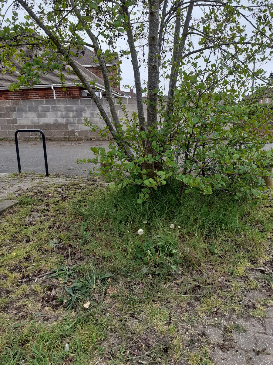 awlitterheroes's tweet photo. Before and after photos from this eveningβs litter pick - there was a cold wind tonight! #NorrisHill #AshbyWoulds #Litterheroes @NWLEnviro @NWLeics @LeicsCountyHall @KeepBritainTidy https://t.co/dJIossnInM