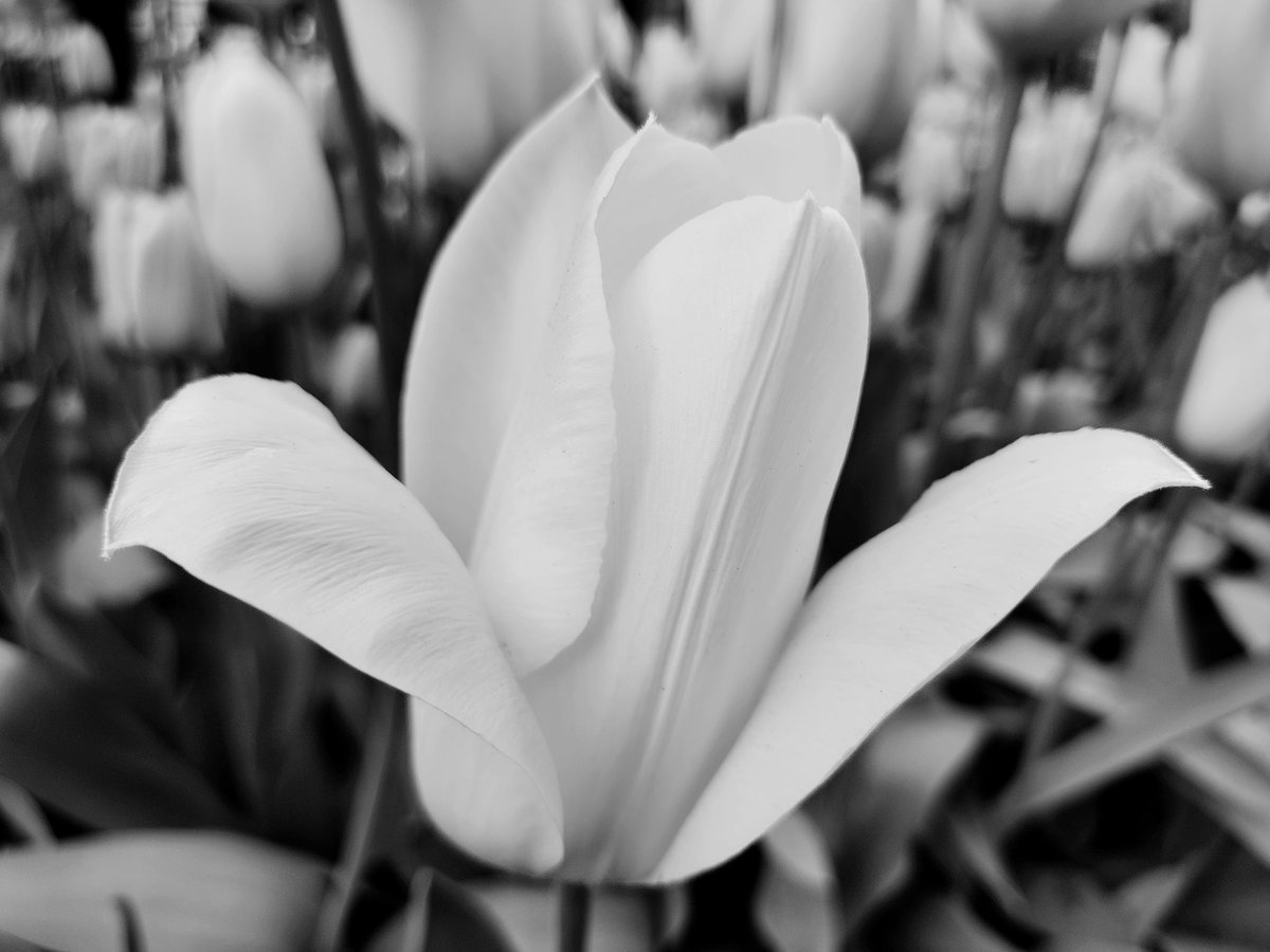 Some colors come out of black white🎨🖌 

#flores #cactus #garden #summer #sun #forest #urbanjungle #houseplants #plants #indoorplants #plantsofinstagram #pink #leafphotography #tree #art #spring #succulent #trees #instagram #naturelover #sunset #tanamanhias #photo #plantlove