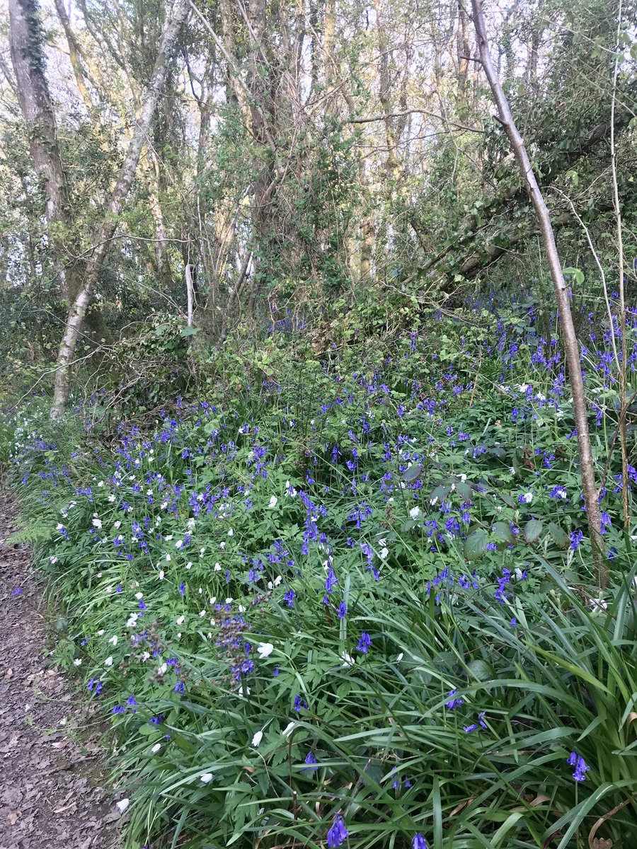 michellerybob's tweet photo. If you go into the woods today…
You’ll see carpets of bluebells and wood anemones, and a happy spaniel.
#spring #smallbeauties #dogsoftwitter #Bluebells #everdaymagic https://t.co/kSrnqXNH7R
