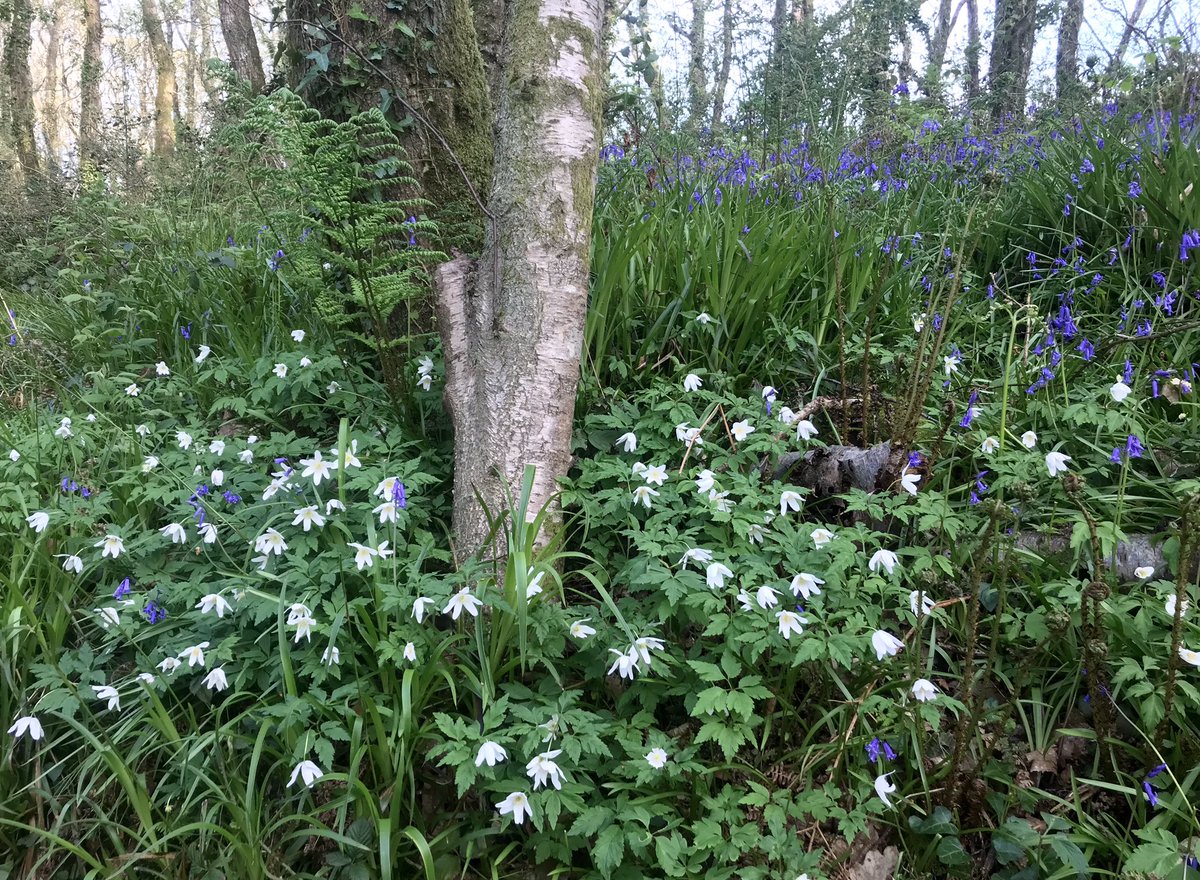 michellerybob's tweet photo. If you go into the woods today…
You’ll see carpets of bluebells and wood anemones, and a happy spaniel.
#spring #smallbeauties #dogsoftwitter #Bluebells #everdaymagic https://t.co/kSrnqXNH7R