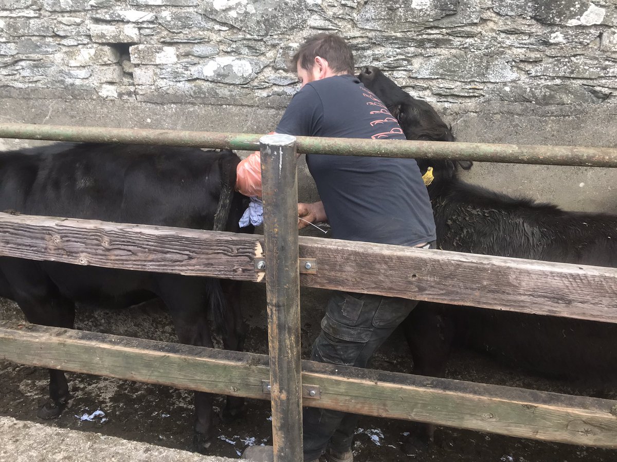 What else would a pedigree farmer do on his day off other than serve Xbred hiefers?  <a href="/GeorgeBeattieit/">George Beattie</a> #converted