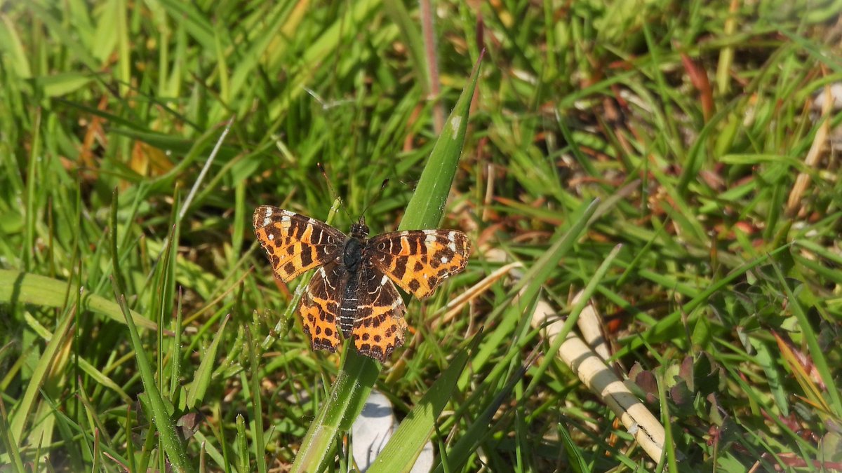 inja5248's tweet photo. #landkaartje 🦋 langs de #Pepinusbeek #MiddenLimburg 💚 hoe mooi! 
@vlinderNL  @NatureTodayNL  @volgdenatuur https://t.co/UGuiakbk5C