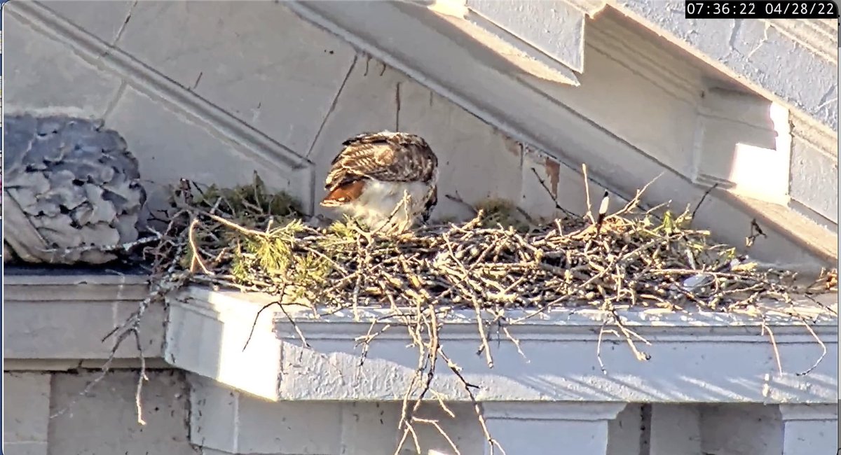 April 28, 2022-HAPPY FIRST FEEDING!! 😋🥳
Otto delivered a bird at 5:56, then a vole at 6:48 and Sue gave the chick(s) their first feeding at 7:35!
I believe two chicks have hatched, A22 and B22, because Sue was looking back and forth while allopreening. Enjoy your first meal! 😁