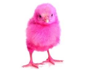 Brokerrenz88's tweet photo. OMG! my childhood is ruined. π₯²π Kinulayan lang pala sila. Hindi Ba animal cruelty to?! πβοΈ π₯Ήπ₯Ίπ #SwitchToIsko #BilisKilos #PinkIsTheNewYellow #StyleBarryG https://t.co/SazyUl8DvD