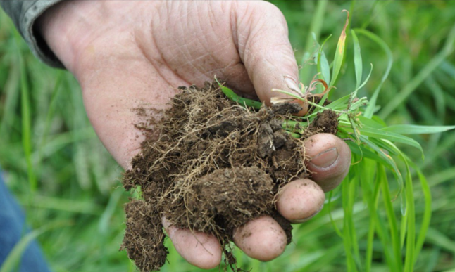 USDA_NRCS's tweet photo. “We’ve gone two full years without fertilizer. We’re not short of feed, we’re running more sheep and they’re healthier.” https://t.co/T68GHxH0Gv #soilhealth https://t.co/n5W1IRCBUM