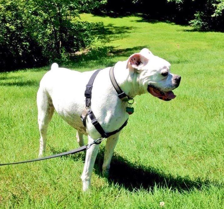 NicDavisNotes's tweet photo. @dogcelebration @TallulahB2007 @TaterSpeck @SjCattledog @TaniaMariaWelch @k9kayaks @Thomas_F81 @ValBaird1 

A favorite Spring ☀️ pic of my Moby for #ThrowbackThursday , miss you every day sweet boy #RIPMoby 🌈 https://t.co/J9Yw7h4ZFm